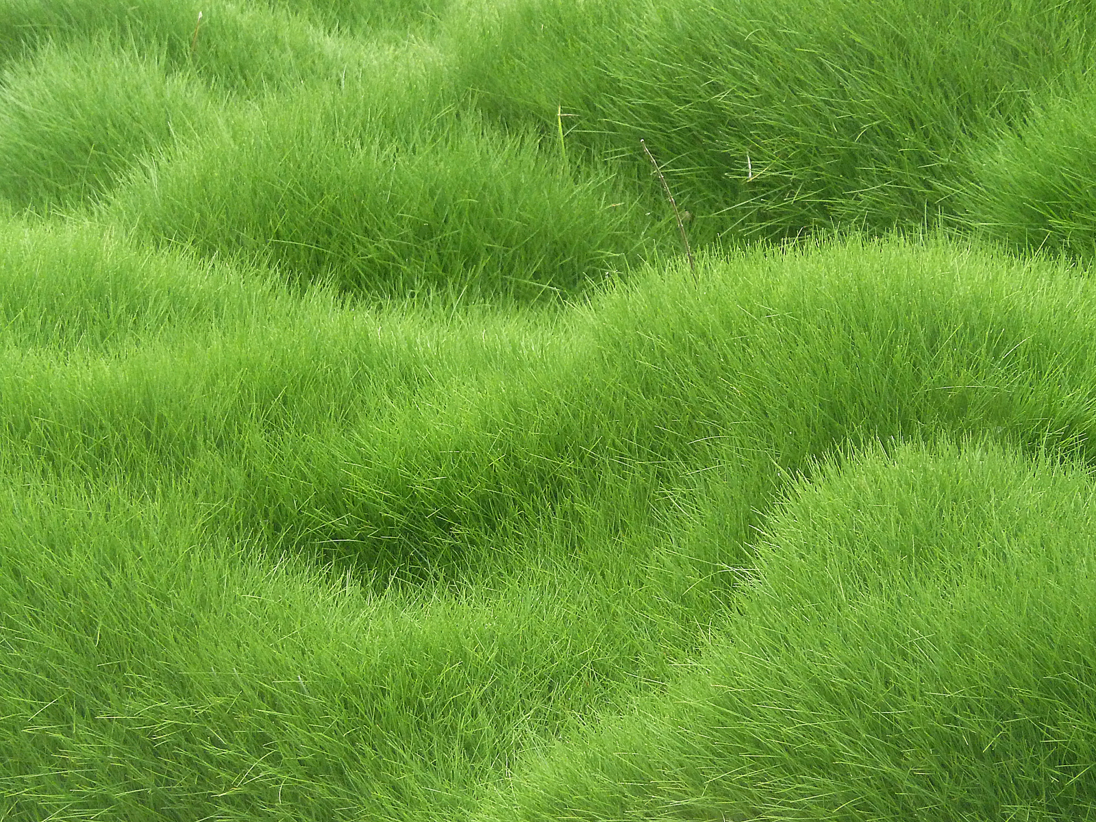 Grassy Background.