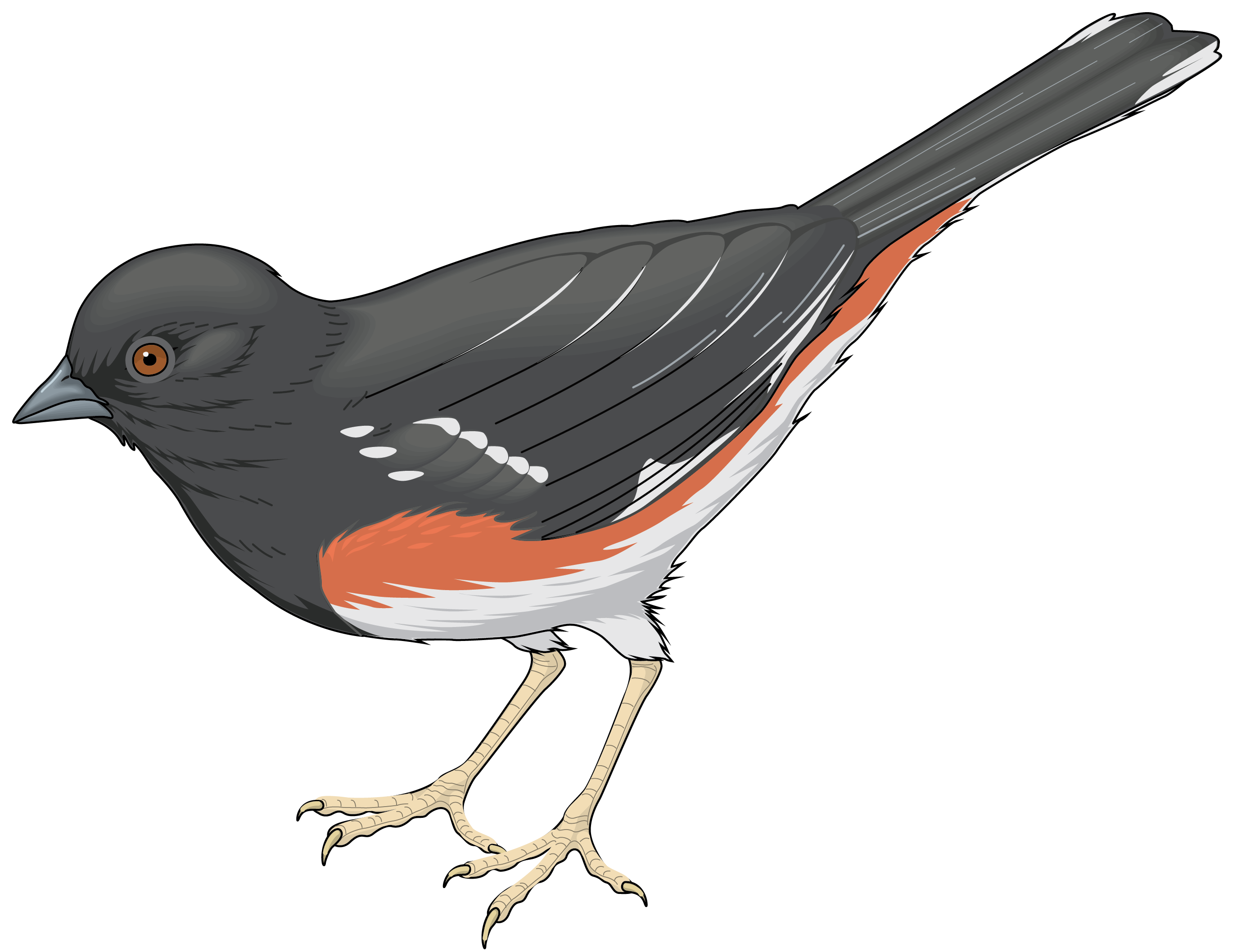  clipart  bird  png 20 free Cliparts Download images on 