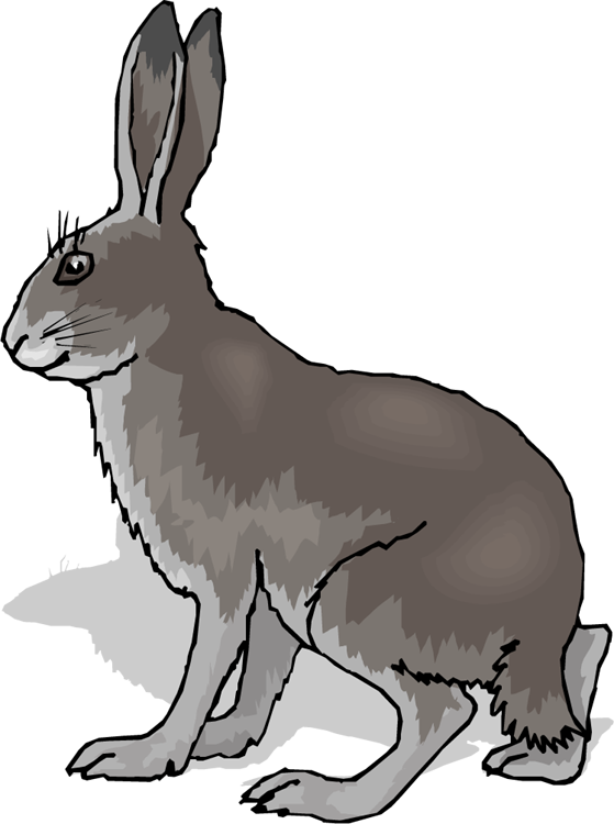 Gray hare clipart 20 free Cliparts | Download images on Clipground 2021