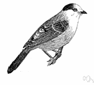 Gray jay clipart 20 free Cliparts | Download images on Clipground 2023