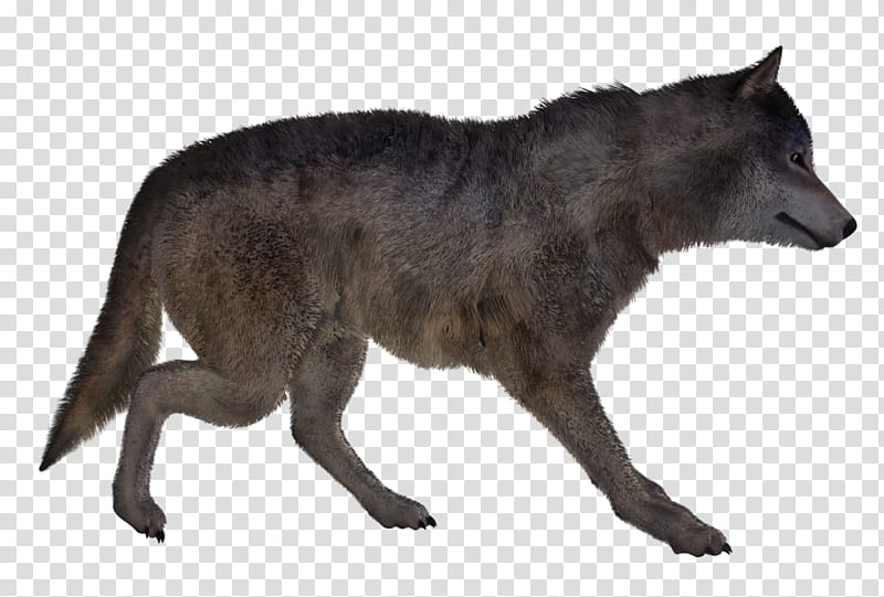 Wolf Poses , gray wolf transparent background PNG clipart.