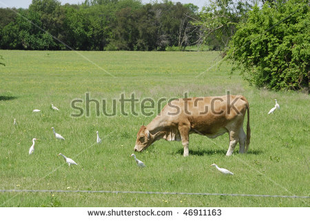 Cow Grazing In Field With Cattle Egret Many Birds Stock Photo.