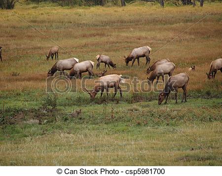 Stock Photography of Grazing Elk.