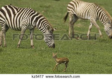 Picture of two zebras grazing baby thomson's gazelle foreground.