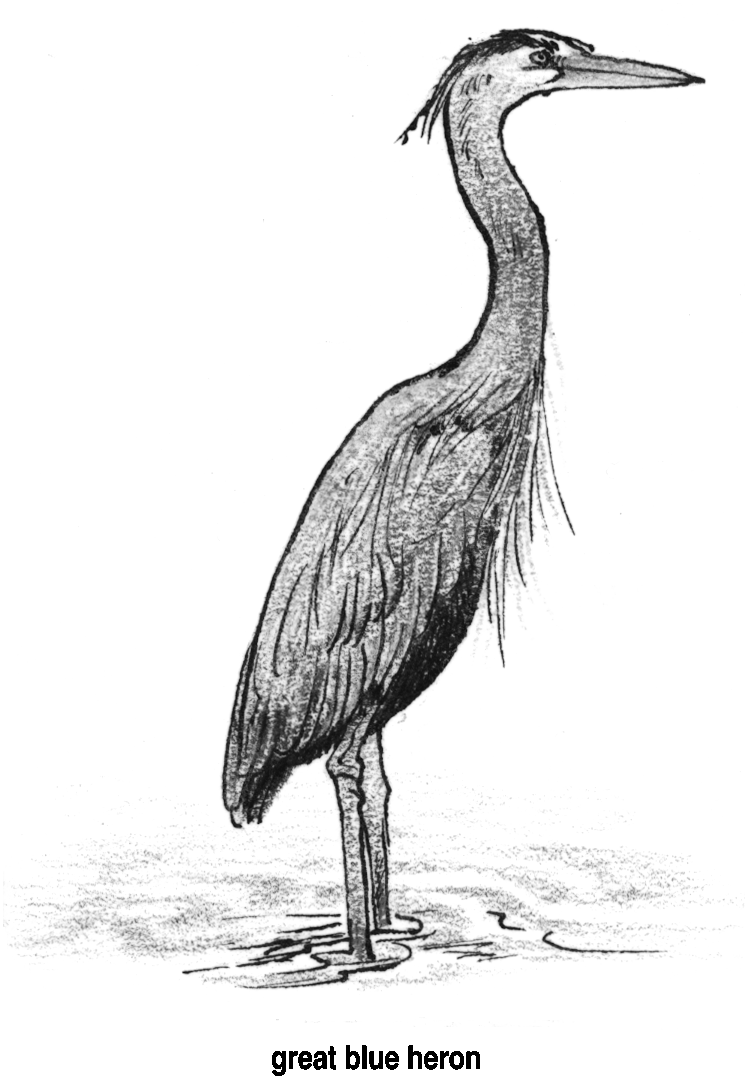 Great blue heron clipart.