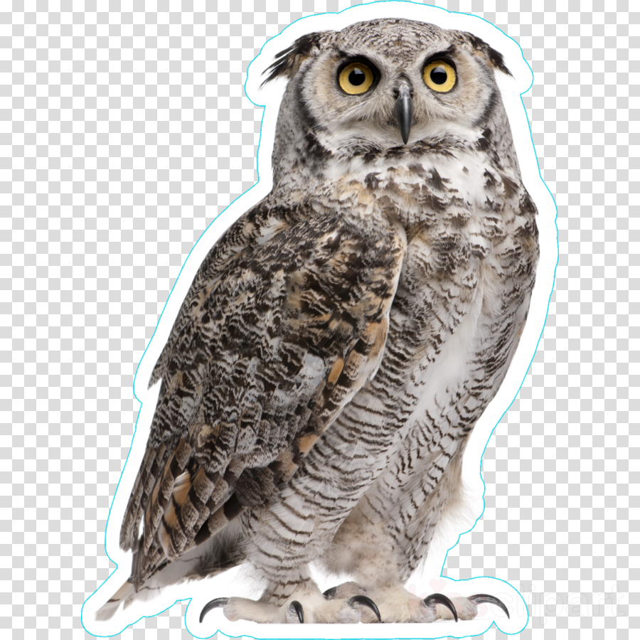 owl bird bird of prey great horned owl western screech owl.