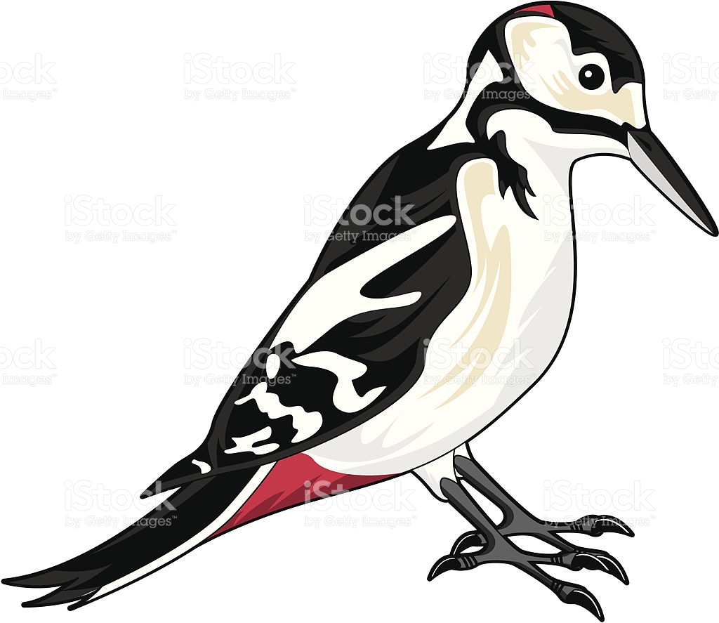 Great Spotted Woodpecker Clip Art.