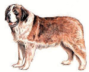 Clip Art Saint Bernard.