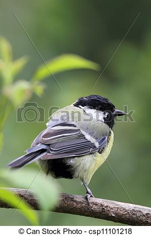Clipart of Great Tit (Parus major) sitting on a branch.