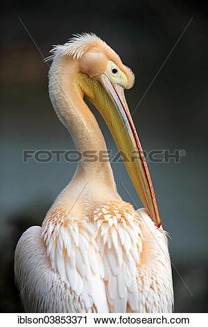 Stock Photography of "Great White Pelican (Pelecanus onocrotalus.