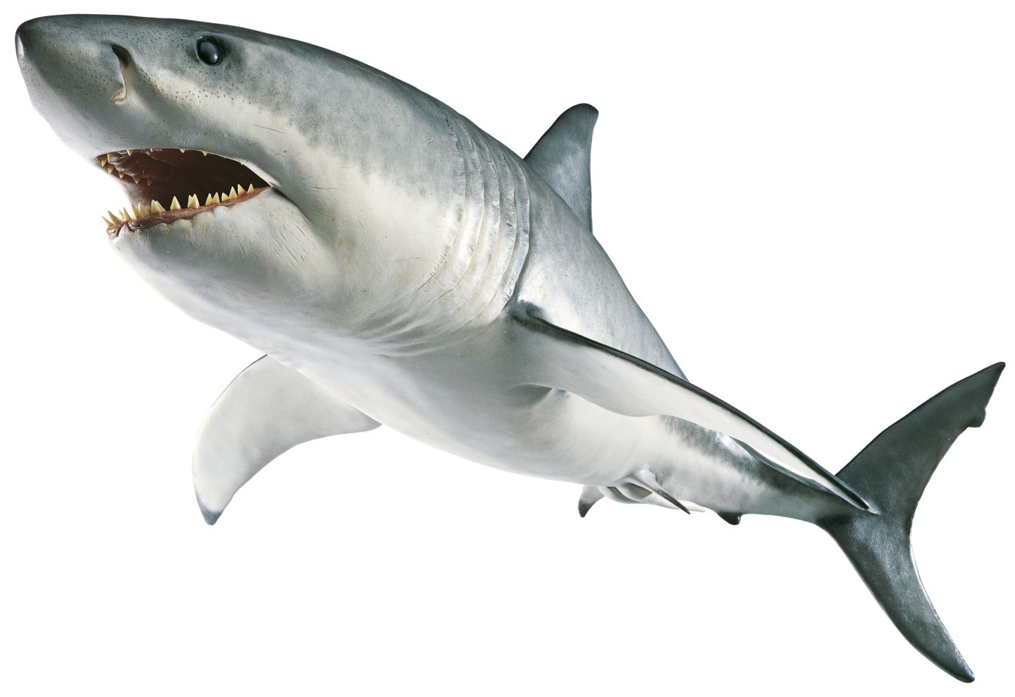 HQ Shark PNG Transparent Shark.PNG Images..