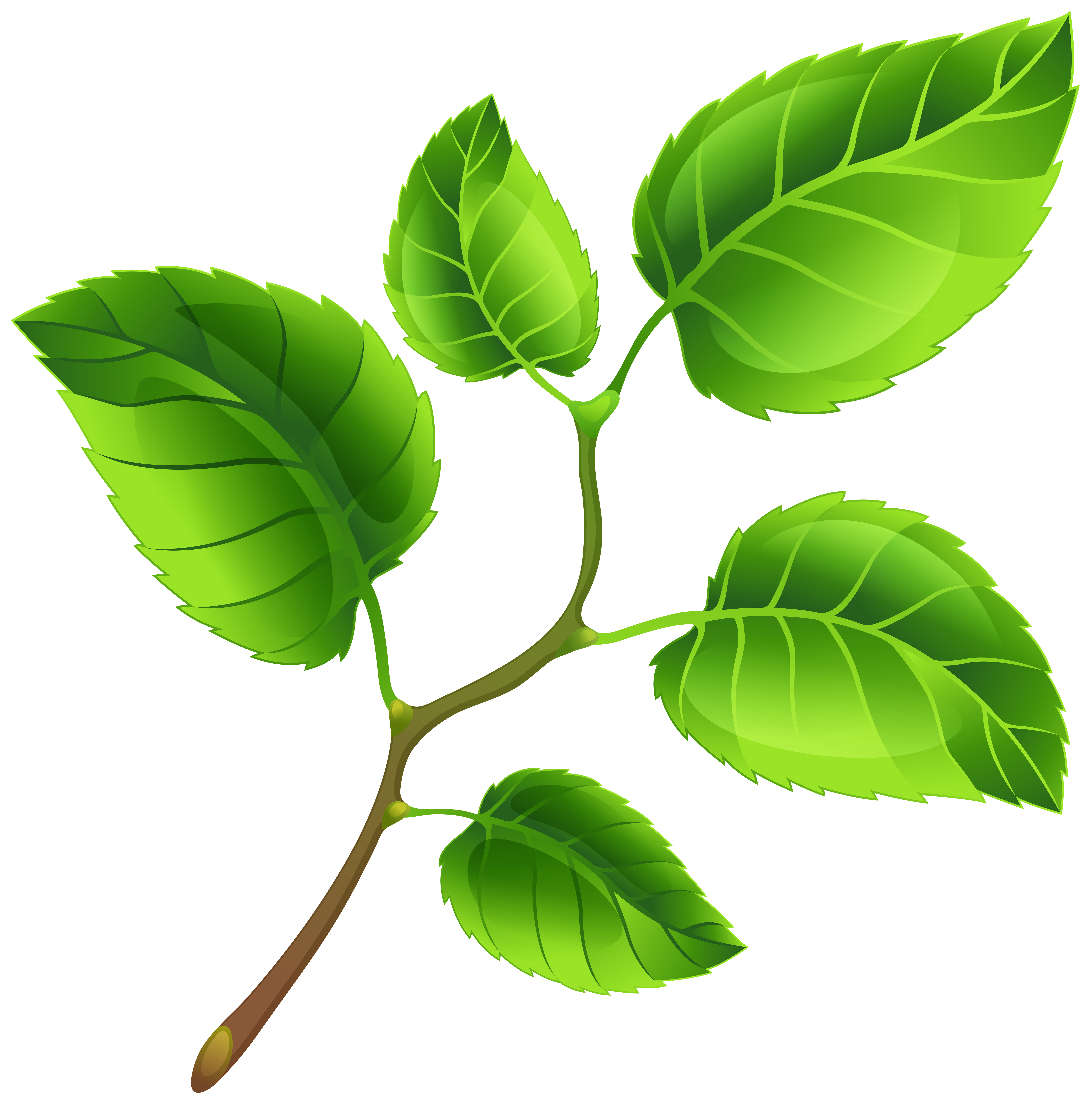 Free Green Branch Cliparts, Download Free Clip Art, Free.