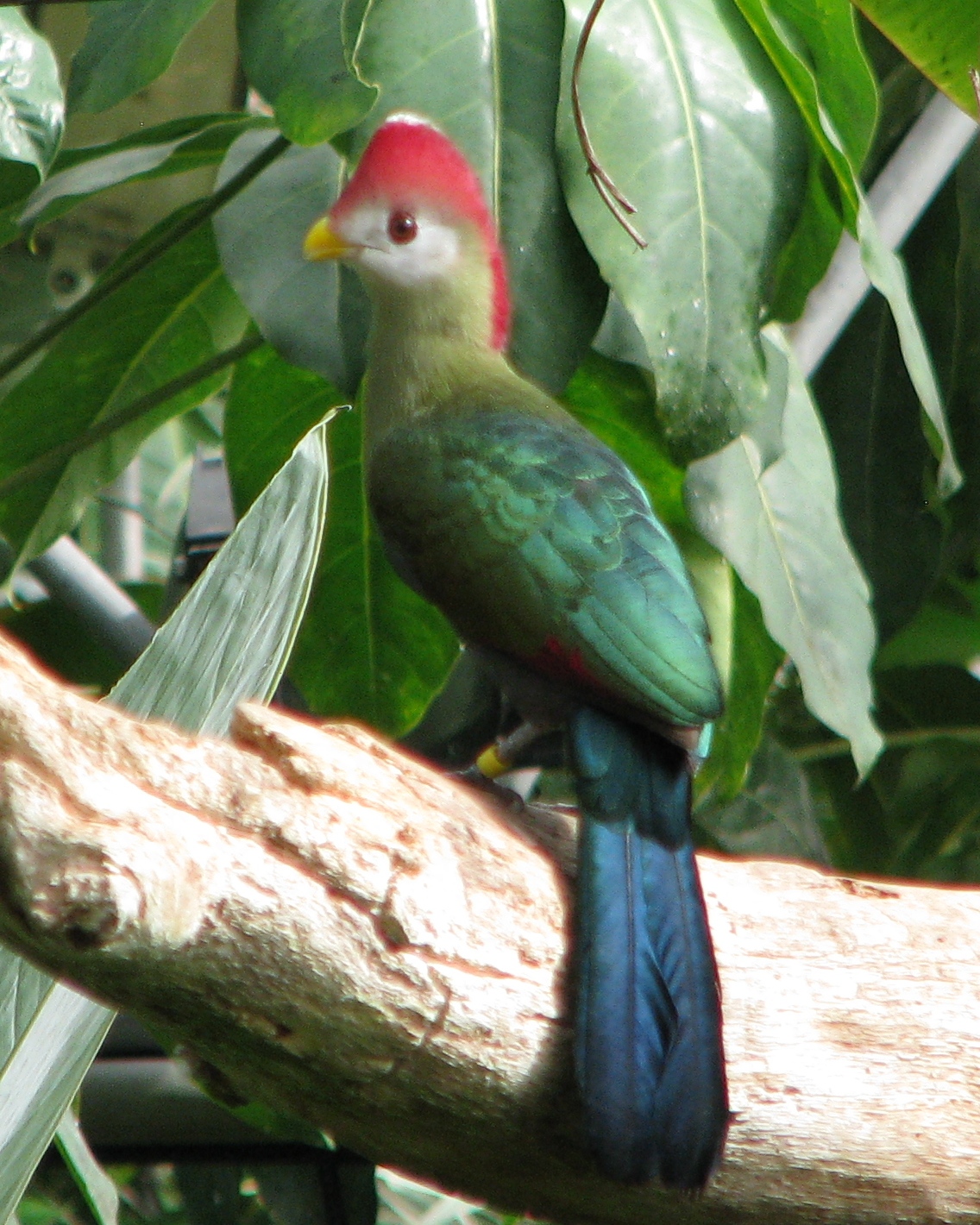 Red Crested Turaco.