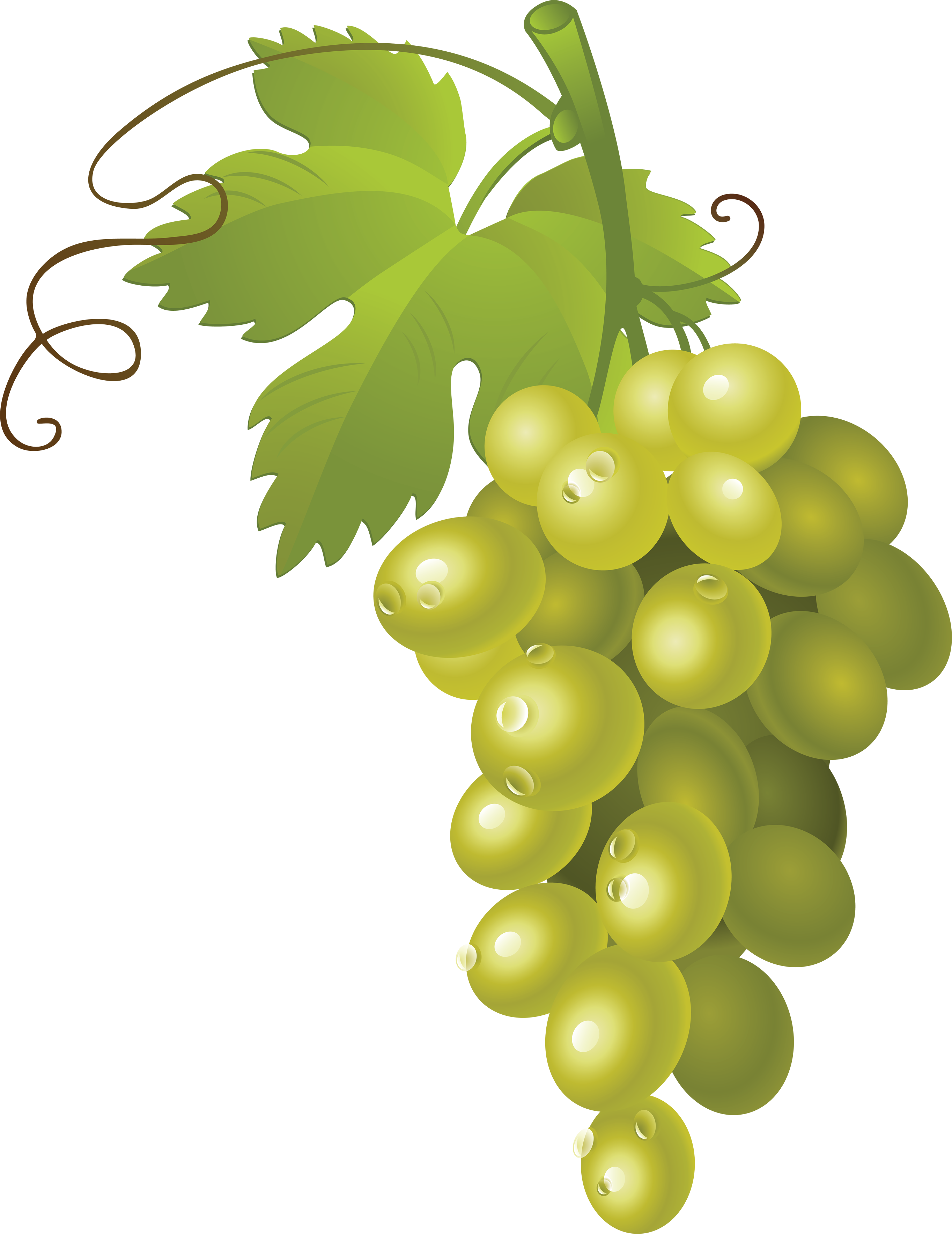 green grape clipart 10 free Cliparts | Download images on Clipground 2023