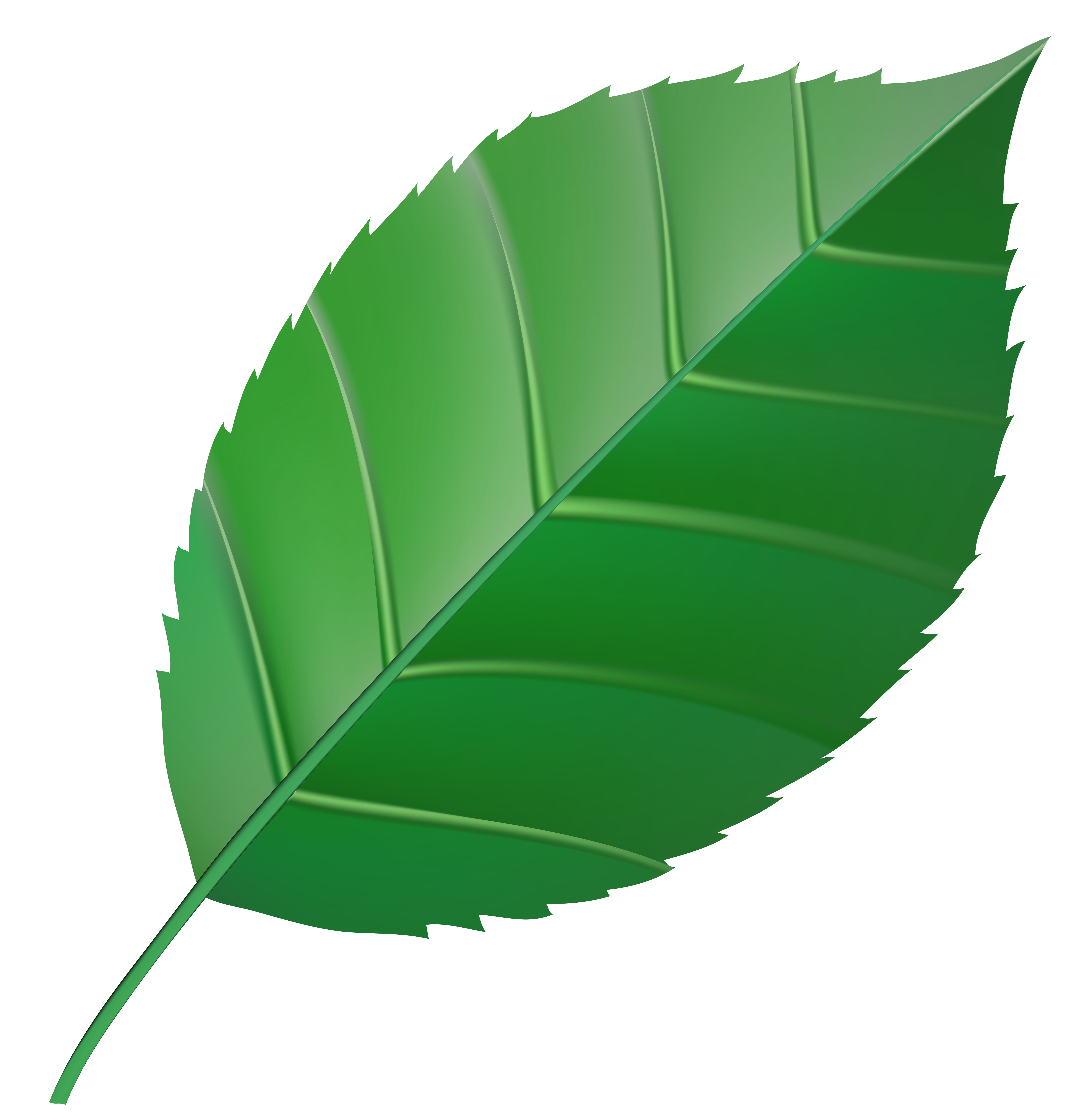 Green Leaf Clipart 20 Free Cliparts Download Images On Clipground 2023