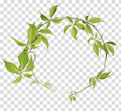 green leaf wreath transparent background PNG clipart.
