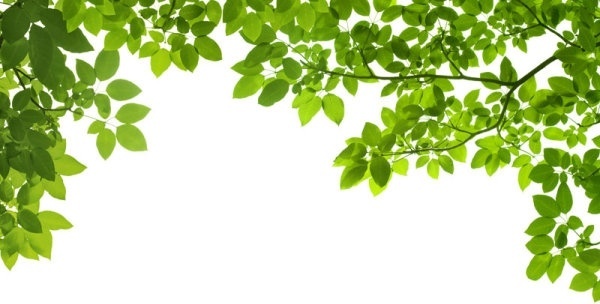 Green leaf background hd free stock photos download (16,089 Free.