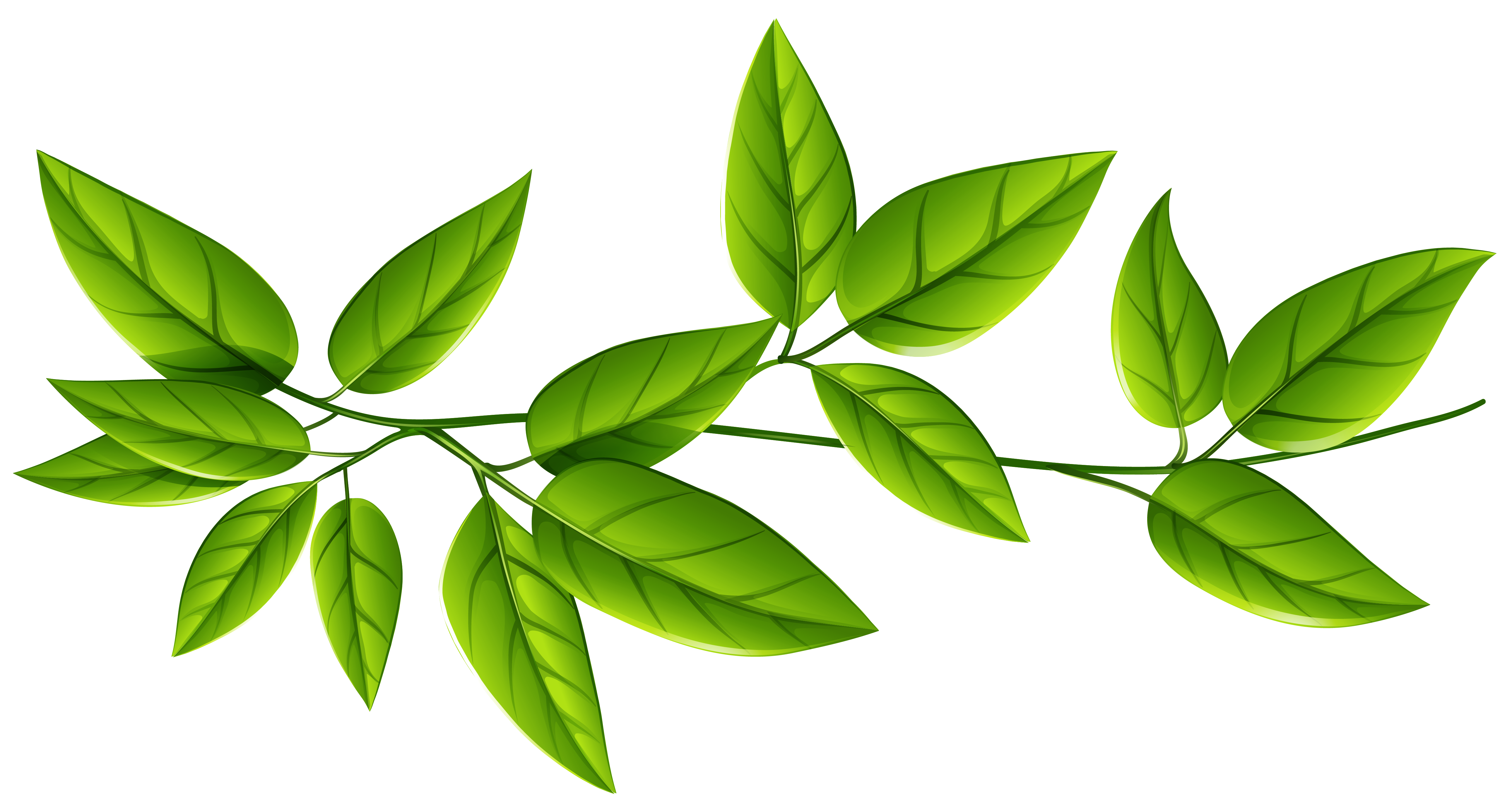 green leaves png 10 free Cliparts | Download images on Clipground 2025