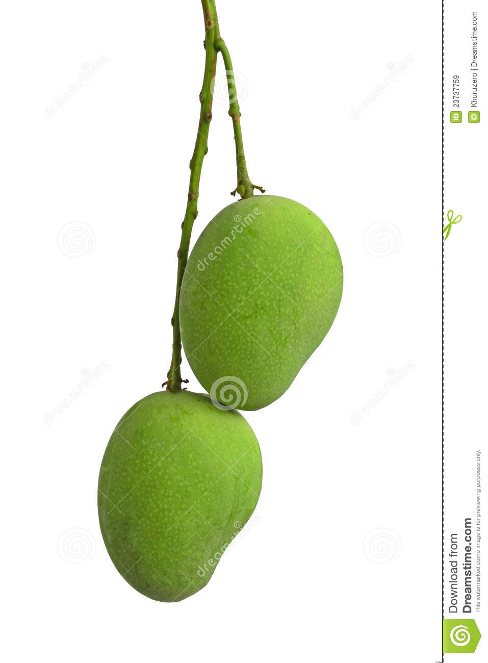 Green Mango Royalty Free Stock Images.