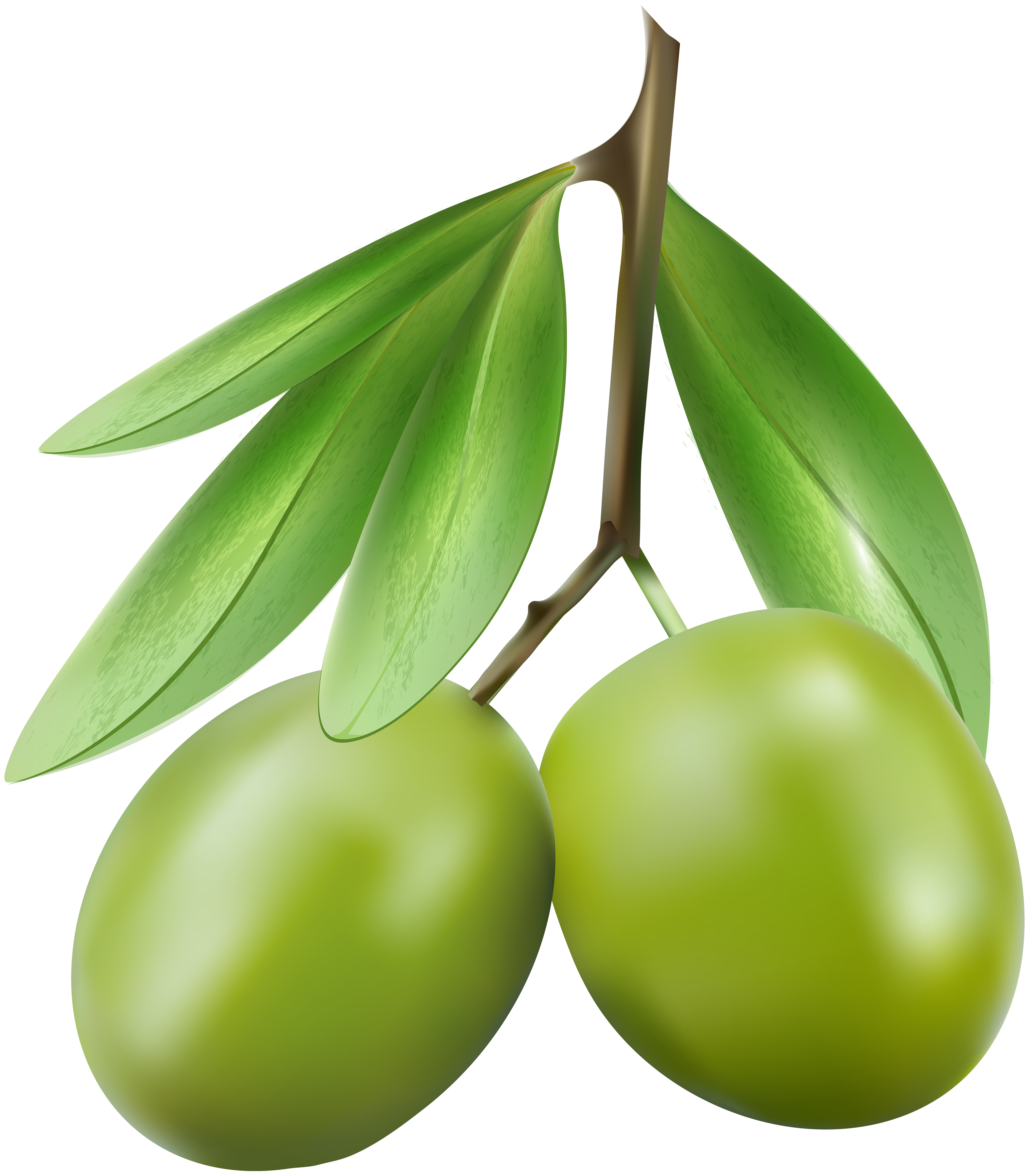 Green Olives PNG Clip Art Image.