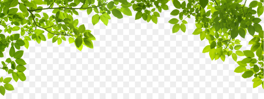 Family Tree Background png download.