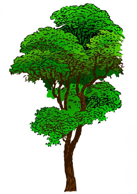 Green tall trees clipart 20 free Cliparts | Download images on