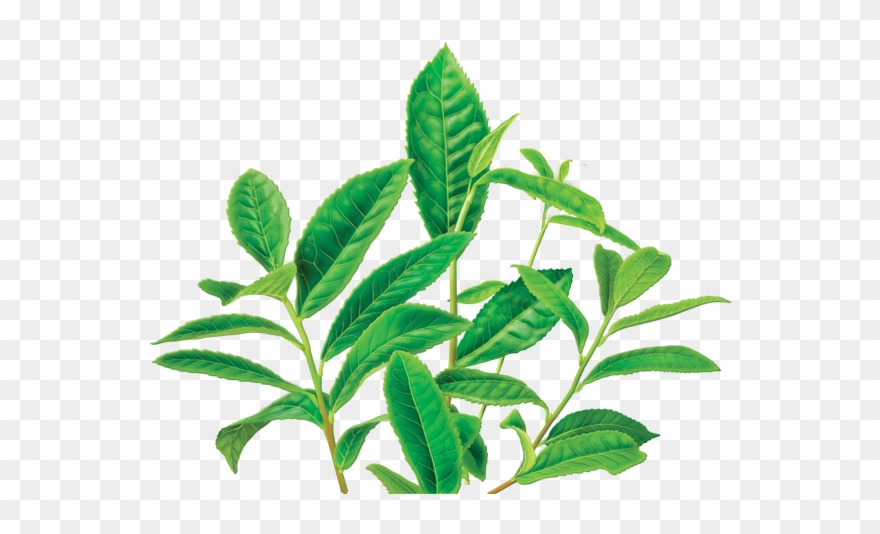 Clipart Leaves Green Tea Leaf.