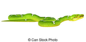 Green tree python clipart 20 free Cliparts | Download images on ...