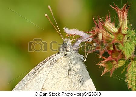 Stock Photography of White butterfly Pieris napi csp5423640.