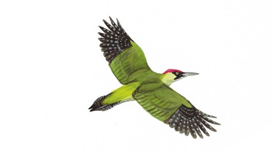 The RSPB: Green woodpecker.