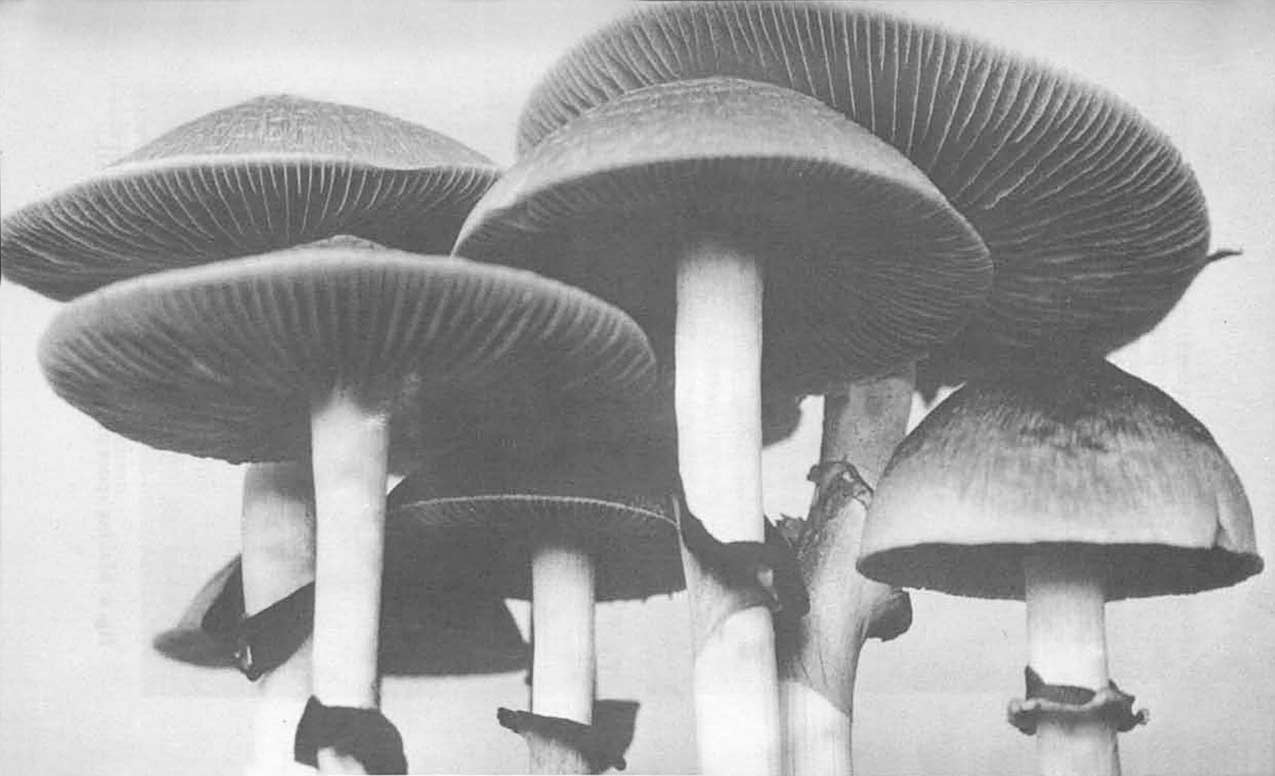 psilocybin magic mushrooms growers guide.