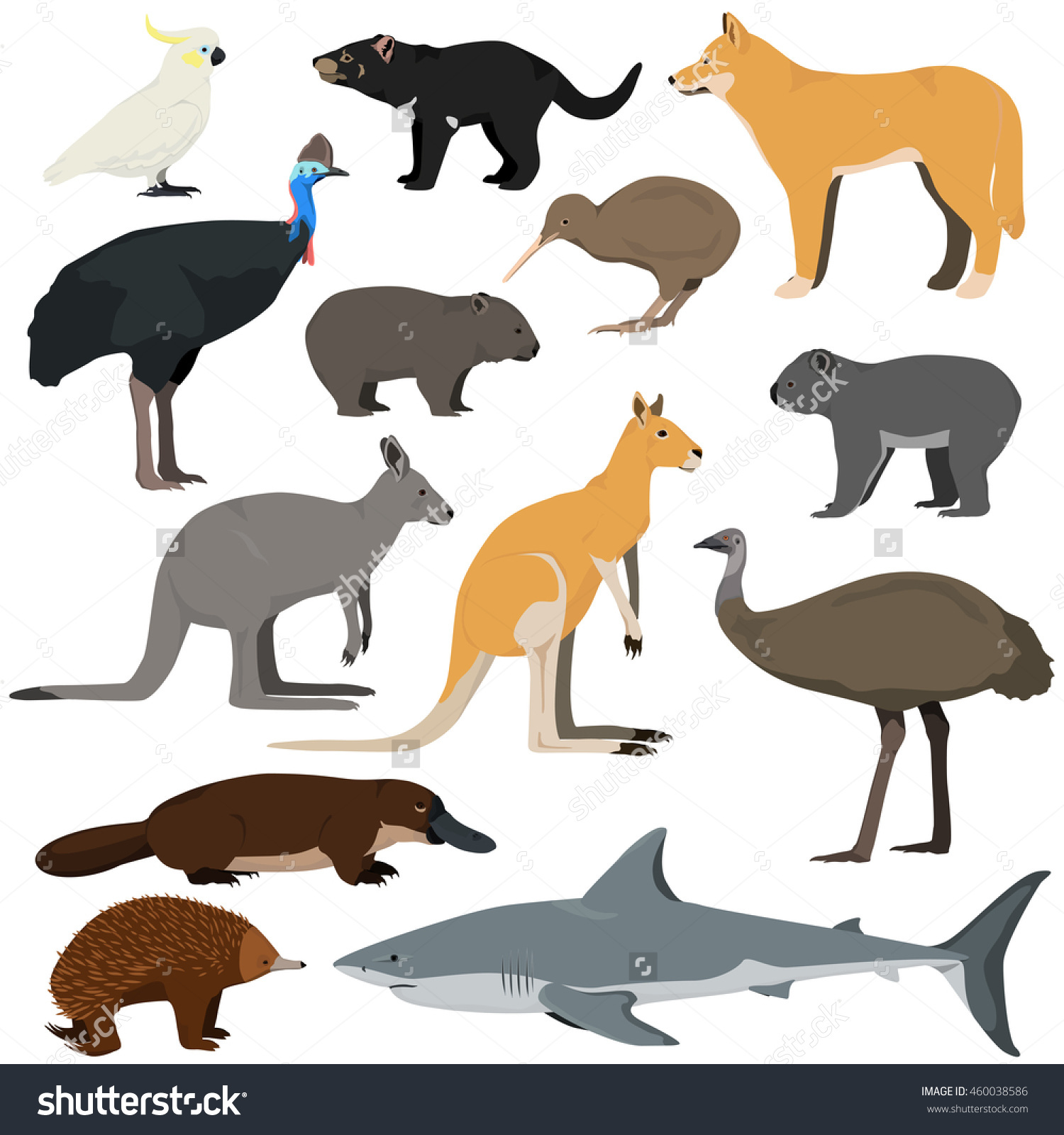 Showing post & media for Cartoon australian animal kangaroo.