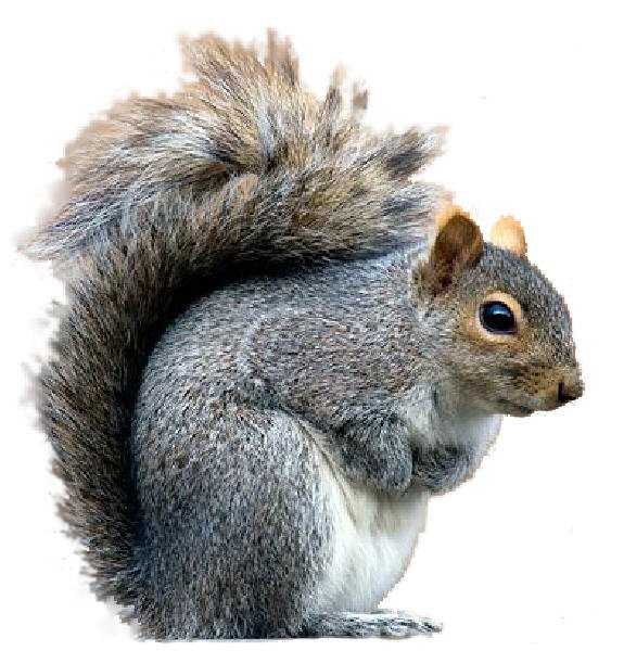 Grey squirrel clipart 20 free Cliparts Download  images 