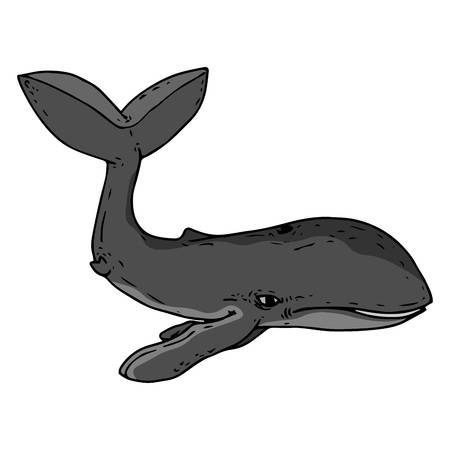 grey whale clipart 10 free Cliparts | Download images on Clipground 2024