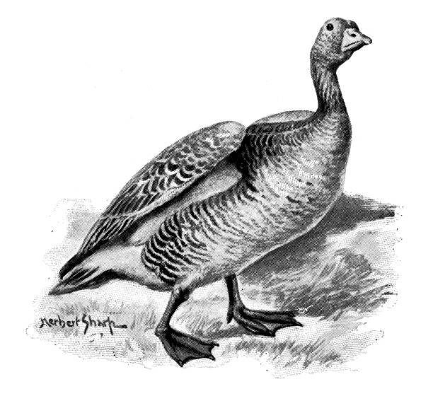 Greylag Goose Clip Art, Vector Images & Illustrations.