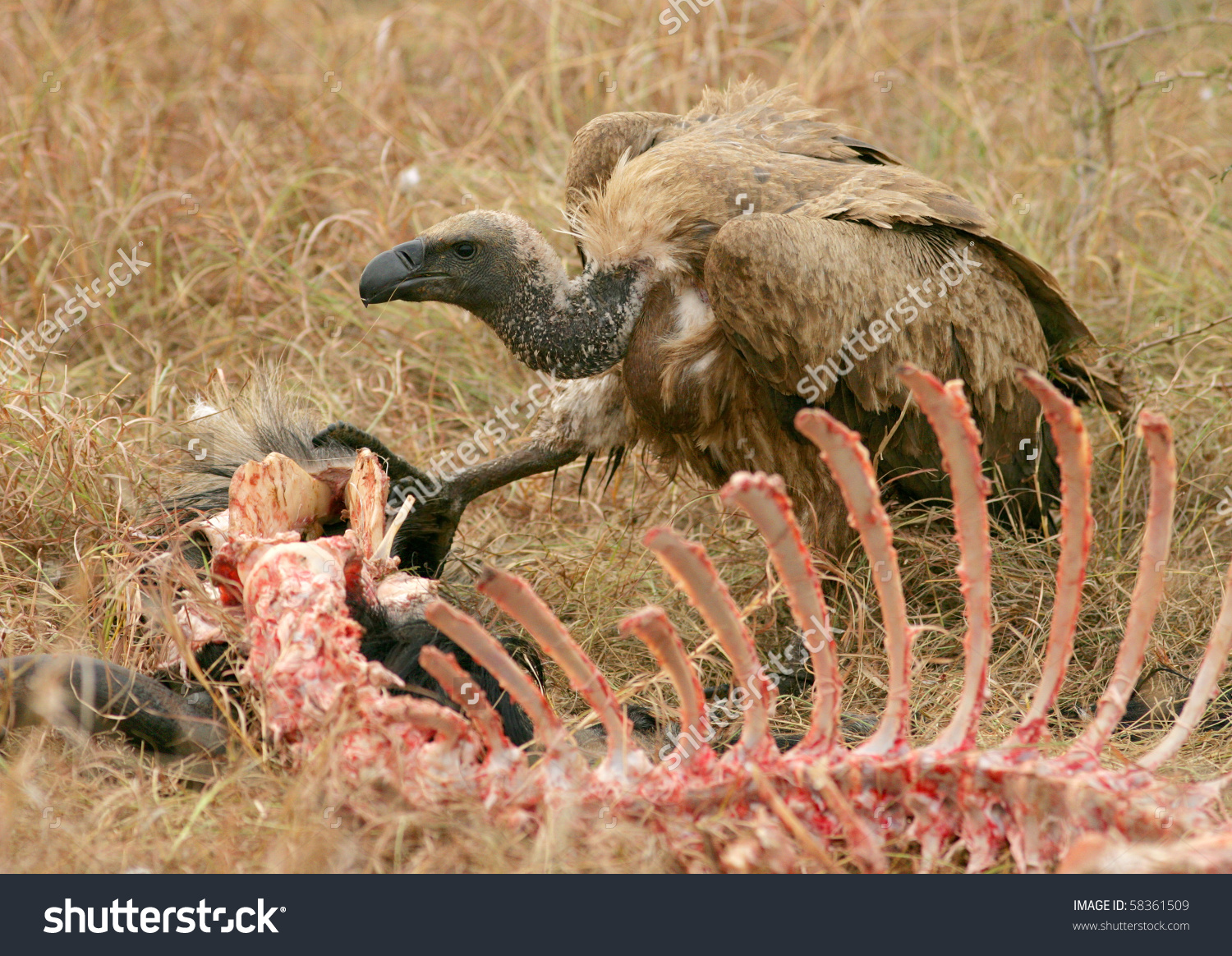 Ruppells Griffon Vultures Gyps Rueppellii On Stock Photo 58361509.