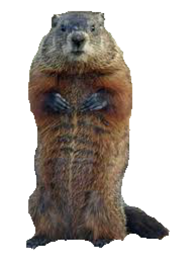 groundhog png 10 free Cliparts | Download images on Clipground 2021