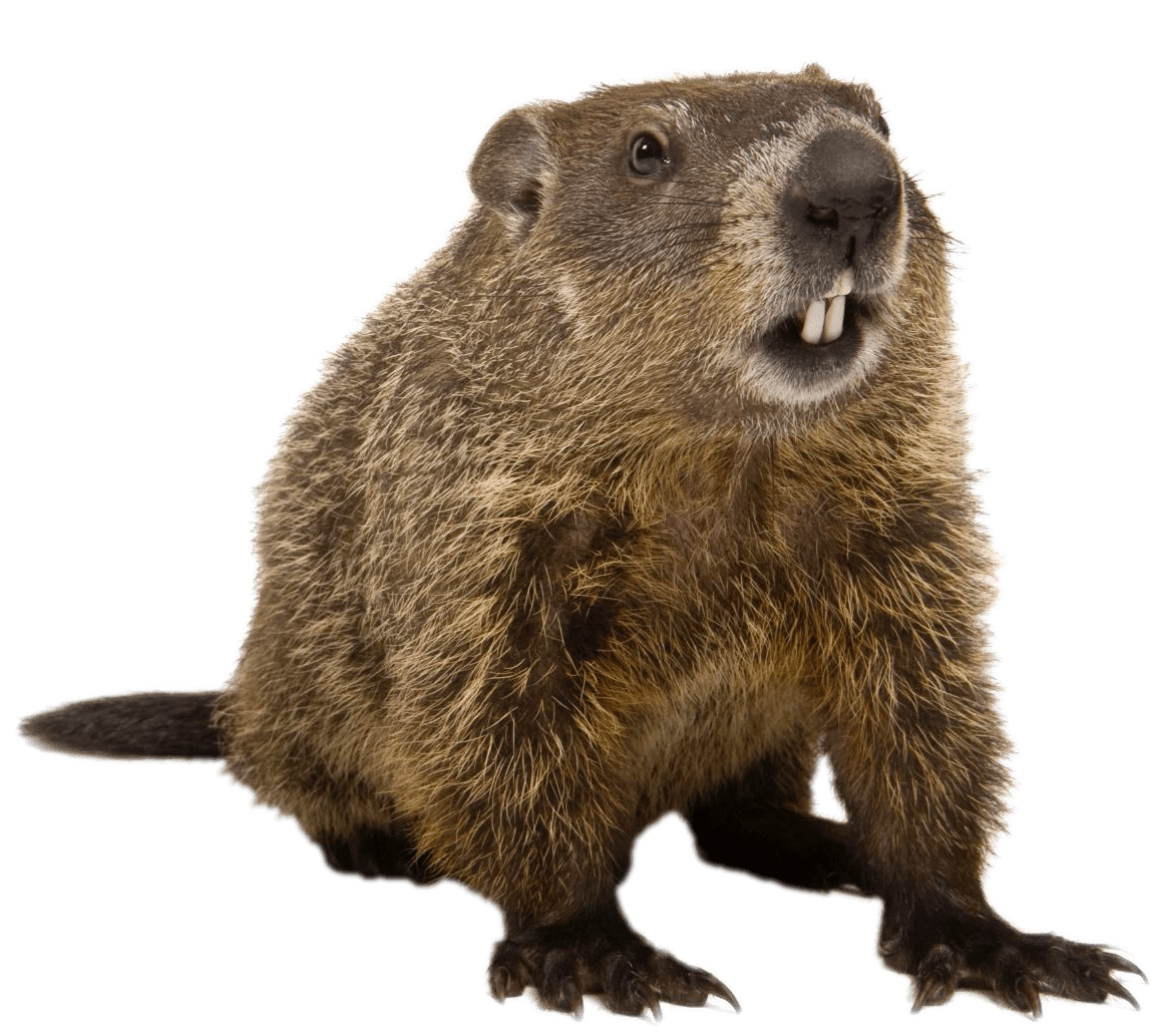 groundhog png 10 free Cliparts | Download images on Clipground 2023