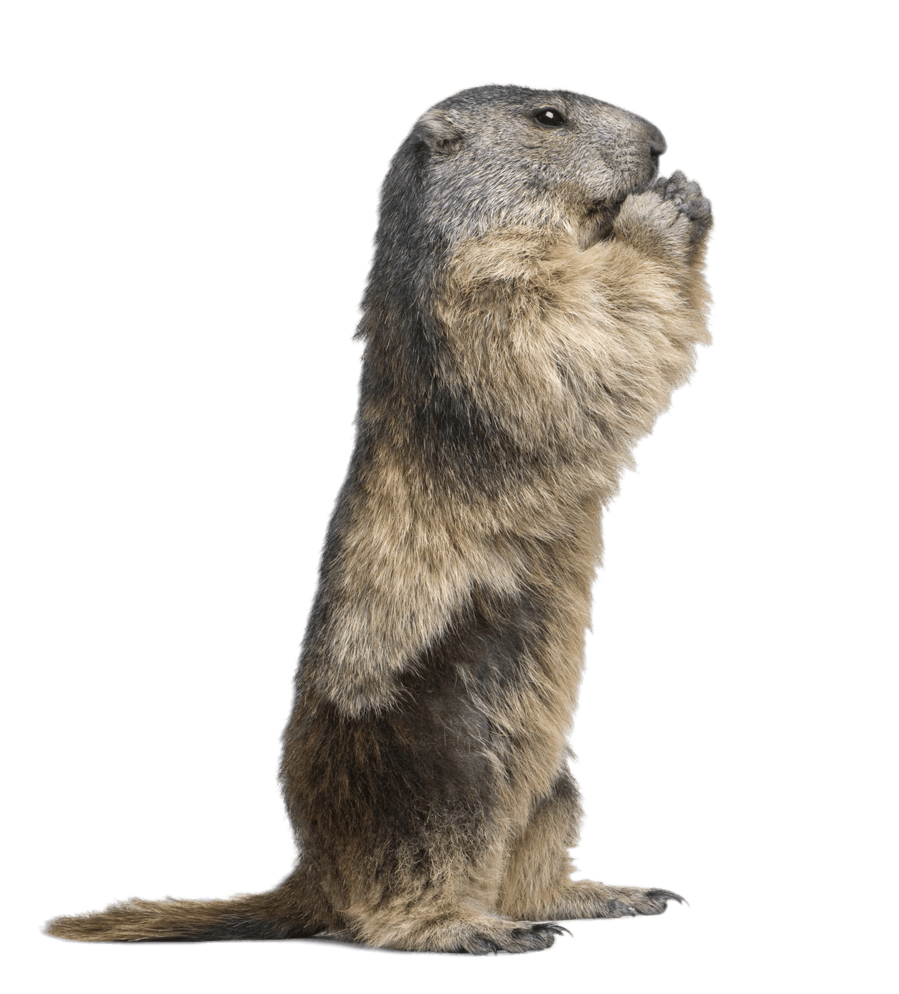 groundhog png 10 free Cliparts | Download images on Clipground 2021