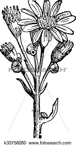 Clipart of Groundsel or Senecio sp., vintage engraving k33758260.