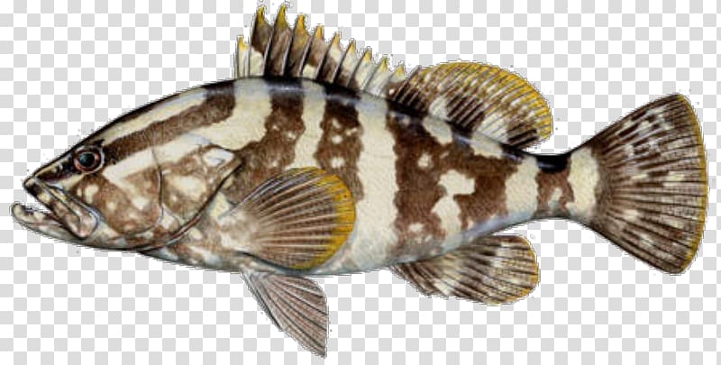 Nassau grouper Fish Black grouper Yellowfin grouper Tilapia.