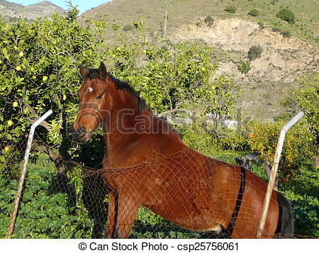 Stock Image of Horse in Lemon grove near Alora, Andalucia.