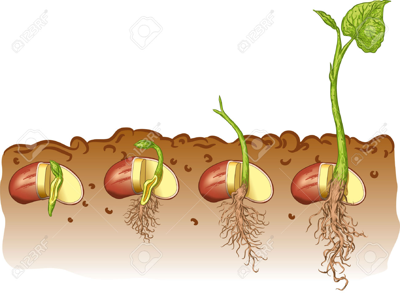 Seed Growing Clipart.