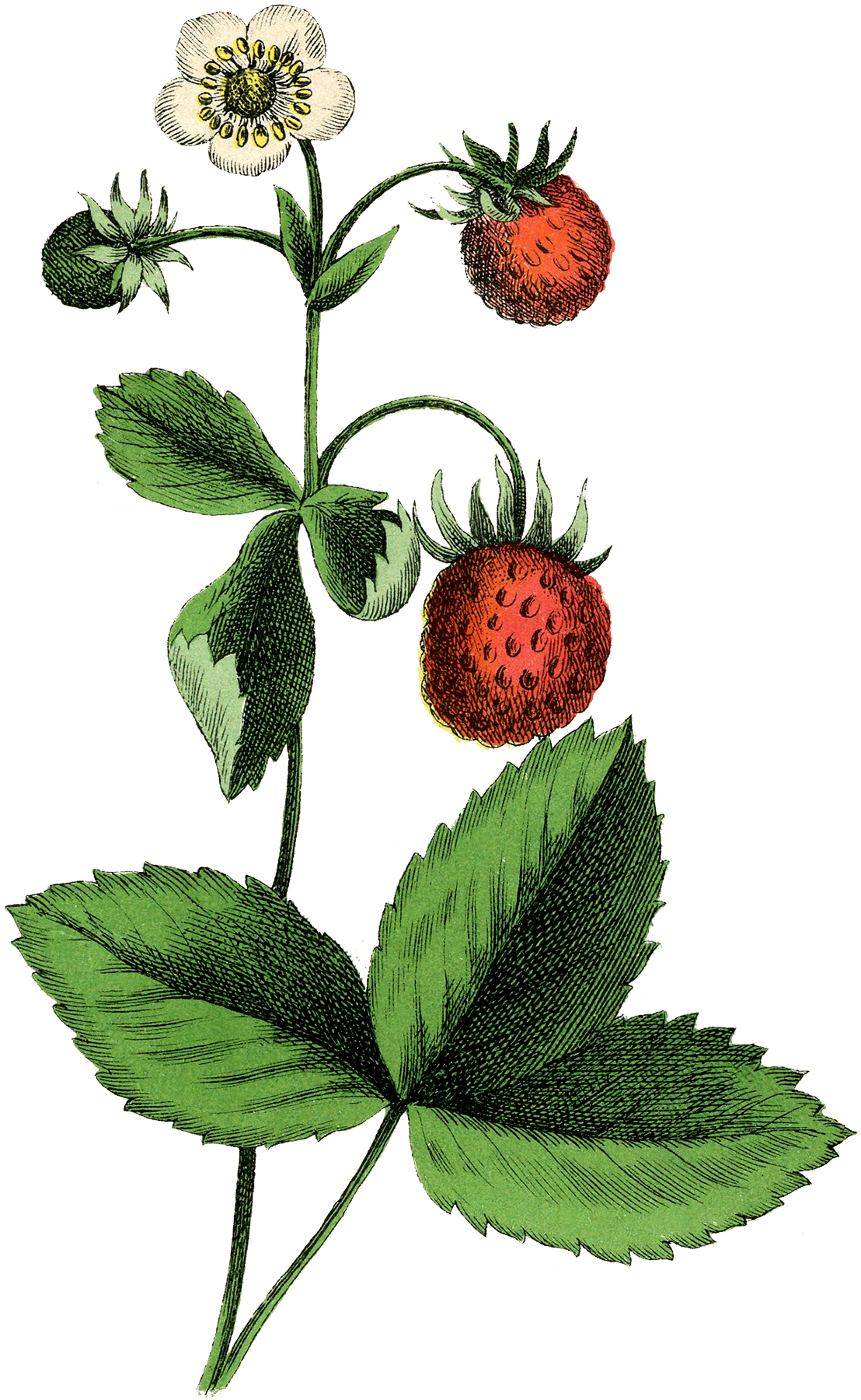 Strawberry plants clipart 20 free Cliparts | Download images on