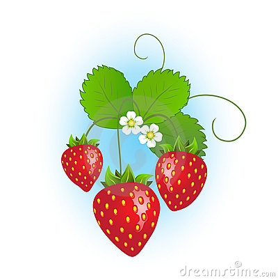 Strawberry plants clipart 20 free Cliparts | Download images on