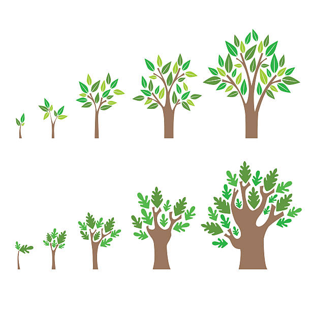 Best Growing Tree Illustrations, Royalty.