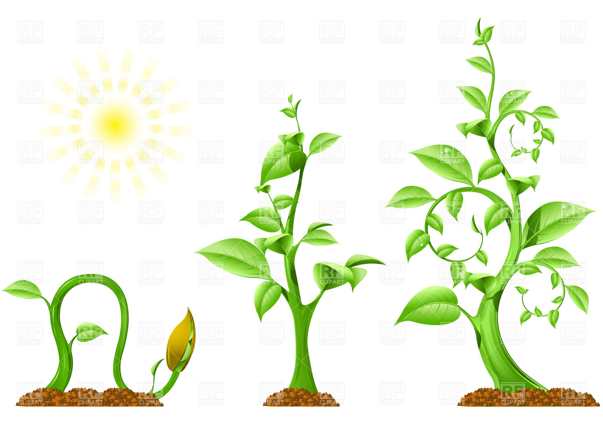 Growing Clipart.