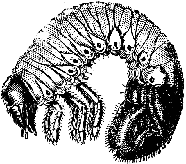 Grub of the Cockchafer.