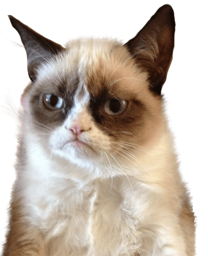 Grumpy Cat Upset transparent PNG.