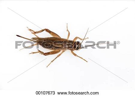 Stock Photo of Gryllidae, animals, animal, Juniors, Acheta.